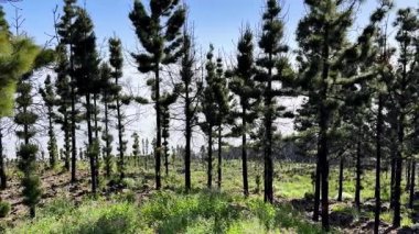 Büyüleyici, görkemli çam ağaçları canlı bir ormanda kurulmuş, yemyeşil yapraklarla çevrili.