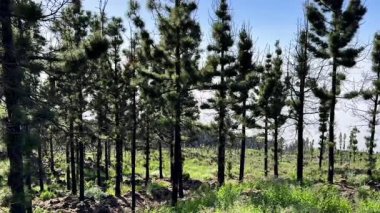 Berrak mavi gökyüzünün altında yemyeşil bir orman içinde uzun çam ağaçlarını gösteren sakin ve sakin bir manzara.