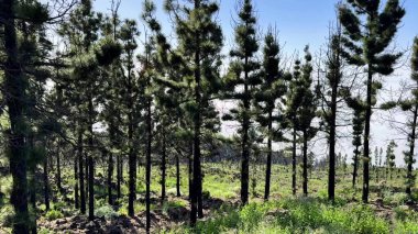 Berrak mavi gökyüzünün altında yemyeşil bir orman içinde uzun çam ağaçlarını gösteren sakin ve sakin bir manzara.