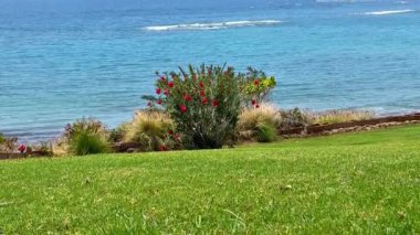 Canlı çiçekleri ve yemyeşil otları olan güzel okyanus manzarasının tadını çıkar. Rahatlamak ve doğa aşıkları için mükemmel.
