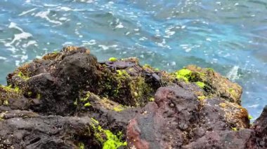 Mosscovered kayalardan oluşan çarpıcı ve canlı bir kayalık kıyı şeridi ve yavaşça kıyıya vuran okyanus dalgaları.