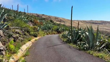 Güzel, dolambaçlı bir yol, açık mavi gökyüzünün altında çarpan agave bitkileriyle ve engebeli araziyle çevrilidir.