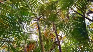 Alttan güzel görünen yemyeşil bir tropikal palmiye gölgesinin canlı ve çeşitli tonlarını deneyimleyin.