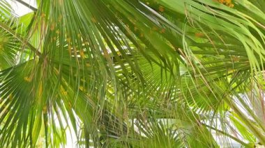 Palmiye yaprakları güneşli mavi gökyüzünün altında sallanıyor, harika tropikal temalar için mükemmel bir zemin oluşturuyor.