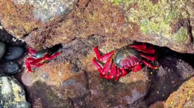 Renkli yengeçler, doğanın inanılmaz güzelliğini ve dayanıklılığını sergileyerek çeşitli kayalık kıyı ortamlarında gelişir.