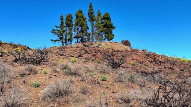 Parlak bir gökyüzünün altındaki kayalık bir tepedeki yüksek çam ağaçlarının çarpıcı manzarası, doğayı, dayanıklılığı ve güzelliği vurguluyor.