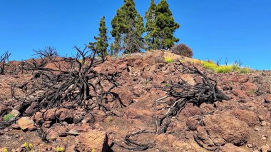 Yanmış ağaçlar ve canlı kır çiçekleriyle süslenmiş güzel bir lav kayası yamacının çarpıcı manzarası.
