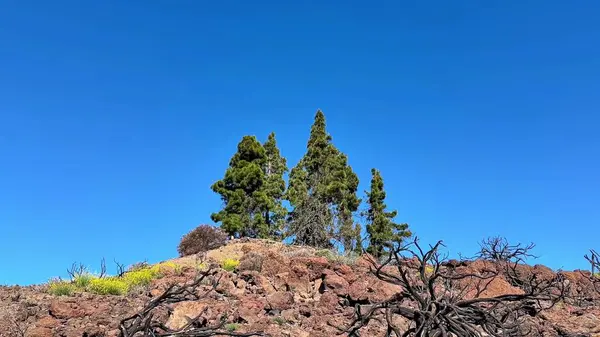 Nefes kesici bir manzara, açık mavi gökyüzünün altındaki engebeli kayaların üzerinde zarif bir şekilde duran üç uzun çam ağacını gözler önüne seriyor.