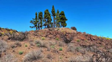 Parlak bir gökyüzünün altındaki kayalık bir tepedeki yüksek çam ağaçlarının çarpıcı manzarası, doğayı, dayanıklılığı ve güzelliği vurguluyor.