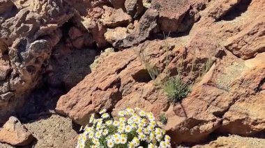 Parlak papatyalar, engebeli bir arazide, doğanın dayanıklılığını ve güzelliğini sergileyerek güzelleşiyorlar.
