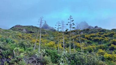 Eşsiz bitki örtüsü ve canlı renklerle bezenmiş görkemli dağların nefes kesici manzarasını keşfedip keşfedin.