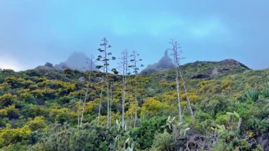 Canlı, dağlık bir arazinin büyüleyici manzarası hatalı tepelerin yanında çarpıcı bitkiler sergiliyor.
