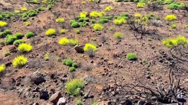 Verimsiz ve çorak bir araziye karşı canlı yeşil ve altın sarısı bitkiler sergilenen nefes kesici bir manzara.