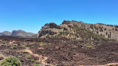 Çarpıcı volkanik arazi, açık mavi gökyüzünün altında geniş siyah lav alanları ve gelişen yeşil çam ağaçlarını sergiliyor.