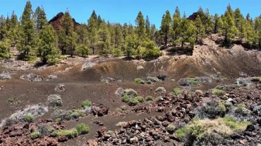 Engin volkanik arazinin nefes kesen manzarası. Göz kamaştıran açık mavi gökyüzünün altında çam ağaçları var.