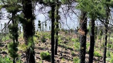 Canlı ve büyüleyici bir orman manzarası keşfedin. Kayalık arazide yetişen genç çam ağaçlarını gösterin.