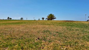 Bereketli yeşil çimenlerin, yüksek palmiye ağaçlarının, berrak mavi gökyüzünün altında sergilendiği güzel ve sakin bir park sahnesi.