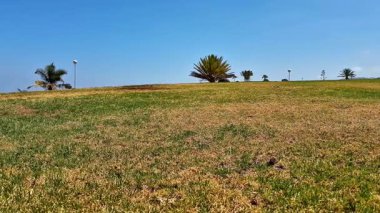 Şaşırtıcı derecede güzel bir kıyı manzarası canlı yeşil çimenler, yüksek palmiye ağaçları ve yukarıda açık mavi bir gökyüzü.