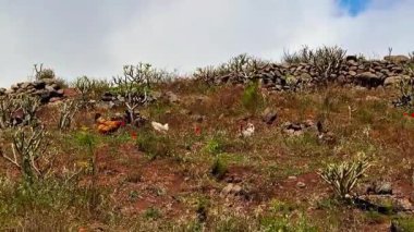 Berrak mavi bir gökyüzünün altında çeşitli hayvan, kaktüs ve taşlardan oluşan resimsel ve sakin bir tepe manzarası.