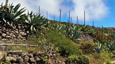 Berrak mavi gökyüzünün altında canlı agave bitkileriyle ve antik taş duvarlarla çarpıcı bir manzara yaşayın.