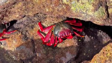 Canlı, çarpıcı kırmızı yengeçler kayalık sahil çevresini şaşırtıcı detaylar ve güzelliklerle keşfederken görülebilir.