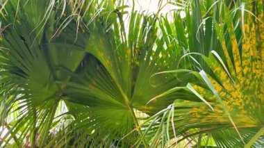 Titrek palmiye yaprakları zarifçe sakin bir tropikal atmosfer yaratır. Rahatlamak ve huzur bulmak için birebirdir.