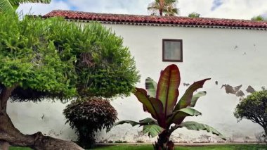 Güzel, huzurlu bir bahçe. Kaba ve canlı bir yeşillik var. Kırsal beyaz bir duvara karşı.