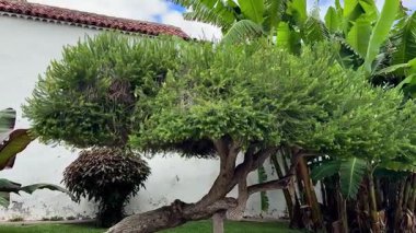 Benzersiz şekilli bir ağaç gururla ve görkemli bir şekilde duruyor, tropikal bir ortamda yemyeşil ve yemyeşil ile çevrili.