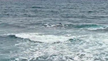 Bu büyüleyici görüntüde ritmik okyanus dalgalarının ve canlı deniz yaşamının nefes kesici güzelliğini deneyimleyin.