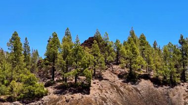 Tepedeki yemyeşil çam ağaçlarının parlak mavi gökyüzüne karşı nefis bir manzarası var.