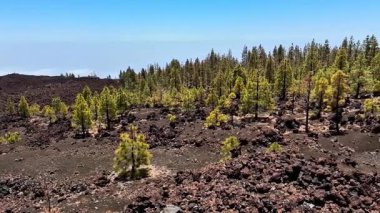 Bereketli çam ağaçlarının, berrak mavi gökyüzünün altındaki eski lav tarlalarında yeşerdiğine şahit olun..