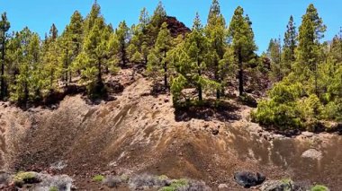Bu nefes kesici manzarada görkemli çam ağaçları canlı mavi gökyüzünün altındaki bir volkanın yamaçlarında gururla durur.