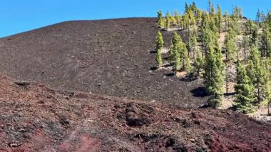 Volkanik bir yamacın çarpıcı ve çarpıcı görüntüsü, esnek yeşil ağaçların yanında lav kayaları sergiliyor.