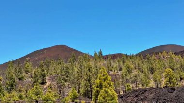 Yüksek çam ağaçlarının yanında, berrak, parlak mavi gökyüzünün altında nefes kesici ve çarpıcı bir volkanik tepe manzarası.