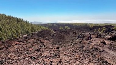 Ağaçlı, volkanik bir lav alanının çarpıcı görüntüsü, kontrastı ve muazzam güzelliği vurguluyor.