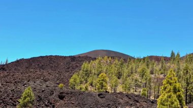 Çarpıcı ve eşsiz volkanik arazi canlı, parlak mavi gökyüzünün altında zarif yeşil çam ağaçları barındırıyor.
