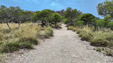Kendini bu sakin ve dingin patikaya daldır, canlı yemyeşil ve çarpıcı mavi gökyüzü ile çevrili.