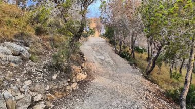 Bereketli ağaçlarla çevrili güzel bir dolambaçlı yol ve manzara manzarası, keşif ve macera için ideal.