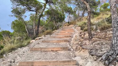 Canlı ve gür ağaçlarla çevrili doğa yolunda yükselen güzel ahşap adımları keşfedin.