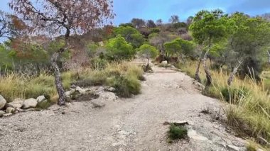 Canlı yeşilliklerle çevrili sakin ve sakin bir yol açık hava maceraları ve aktiviteleri için gerçekten mükemmel.