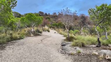Sakin ve sakin bir patikanın tadını çıkar. Canlı yeşillikler ve doğanın nefes kesen güzelliği arasında yavaşça geziniyor.