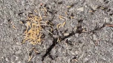 Bu video, yiyecek, kibrit ve ot arayan karıncaları doğal ortamlarında sergiliyor. Davranışlarını ve çetrefilli çevresini gözler önüne seriyor.