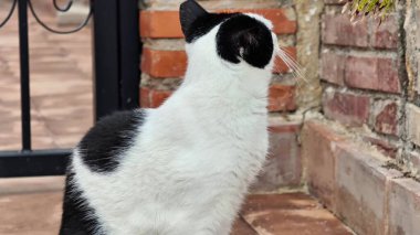 Çekici, siyah beyaz bir kedi, kumaşlı bir tuğla duvarın önünde oturuyor kürküyle çarpıcı bir kontrastlık yaratıyor ve sahneye huzur katıyor.