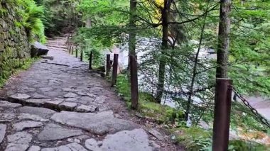 Huzurlu bir videoda gür bir ormanın içinden geçen ve doğa sesleri ve canlı yeşilliklerle güçlendirilmiş çarpıcı bir şelaleye giden bir taş yol görülüyor.