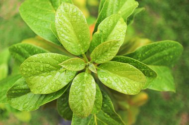 Tropikal yağmurdan sonra taze yağmur damlalarıyla genç avokado yapraklarının üst görüntüsü, doğal ışıkta yakalanır. Botanik tazeliğinin ve yeni büyümenin mükemmel bir temsili..