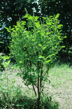 Taze kutsal fesleğen bitkisinin (Ocimum tenuiflorum) dikey yakın görüntüsü, sıcak tropikal güneş ışığı altında gür yeşil yapraklar, çiçekler ve karıncaların gövdeye tırmandığını gösteriyor..