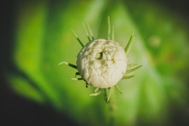 Yasemin çiçeği tomurcuğunun hassas yakın plan makro çekimi, arka planda bulanık yeşil yapraklarla yuvarlak bir şekil oluşturan yumuşak beyaz taç yapraklarını gösteriyor. Saflığın ve huzurun sembolü..