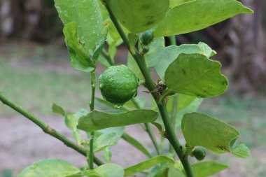 Ağaçta yetişen taze kireç yağmurdan sonra yemyeşil bir tropikal bahçede yağmur damlalarıyla yakın çekim. Yumuşak yeşil arka plan, doğal güneş ışığı ve nemli havada canlı yeşillik..