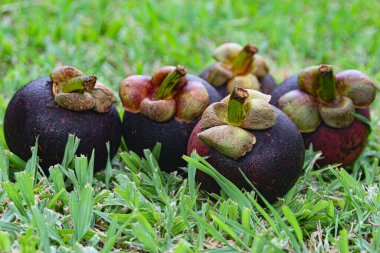 Five organic mangosteens resting on bright green grass in a tropical Southeast Asian garden. Captured with soft bokeh background and sunlight. Fresh, natural, eco-friendly farming and local produce theme.