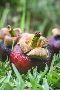 Close-up of fresh mangosteen fruit on green grass in a tropical garden with soft background. Water droplets sparkle on the rind, emphasizing freshness and the humid beauty of Southeast Asia.
